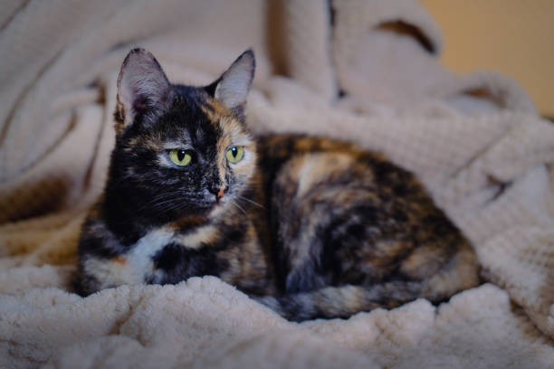 tricolor tortoiseshell cat with green eyes lies on a beige fleece blanket tricolor tortoiseshell cat with green eyes lies on a beige fleece blanket tortoiseshell cat stock pictures, royalty-free photos & images