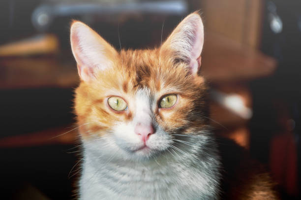 istock White cat with red spots looking at the camera 1344900326