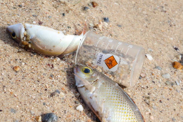 istock Dead fish by dangerous chemicals 1344905172