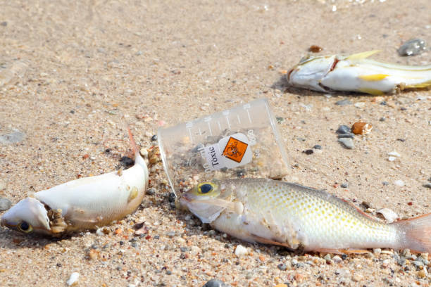 istock Dead fish by dangerous chemicals 1344905174