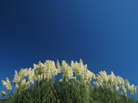 White pampas grass with blue sky background.