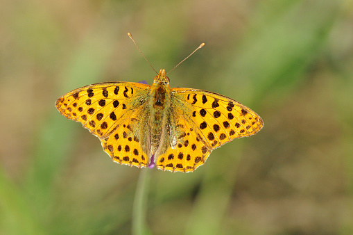 The Queen of Spain fritillary (Issoria lathonia) is a butterfly of the family Nymphalidae.