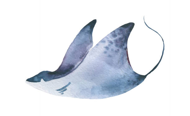 ilustraciones, imágenes clip art, dibujos animados e iconos de stock de colección de acuarelas stingray, conjunto de animales marinos pez raya azul del océano. - stingray