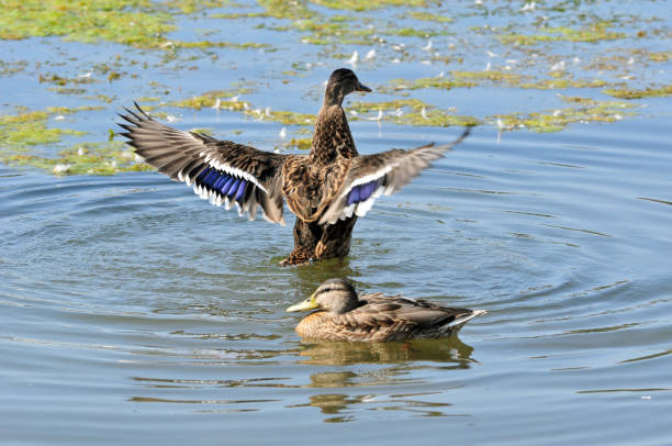 istock Mallard spreads its wings over the lake. 1344906209