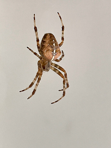 Adult male of European garden spider (Araneus diadematus) closeup portrait. Also known as cross orbweaver spider