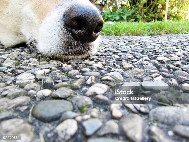 Dog Face Detail Mouth And Nose Close Up Stock Photo - Download Image Now - Animal Mouth, Animal Nose, Animal Whisker