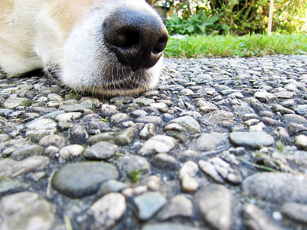 cão rosto, pormenor, boca e nariz, plano aproximado - hellbraun imagens e fotografias de stock