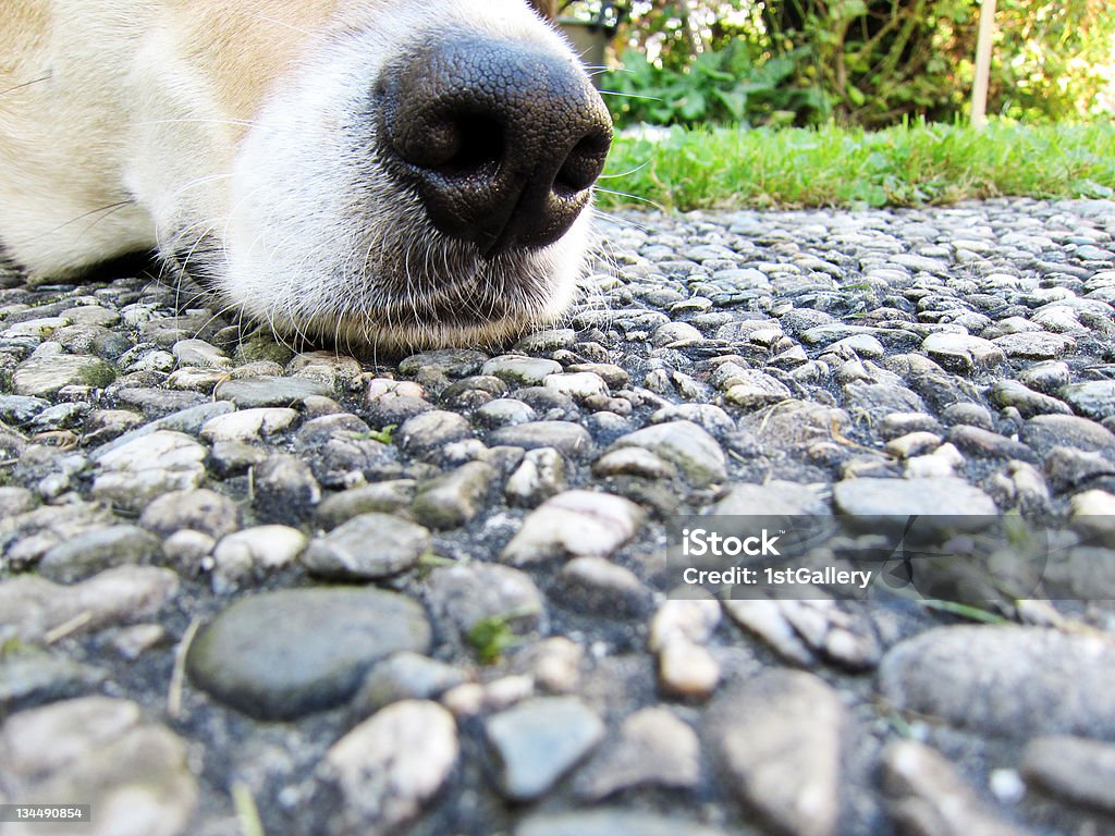 Собака лицо, деталь рот и нос, крупный план - Стоковые фото Выборочная фокусировка роялти-фри