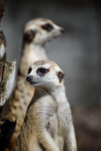 Two curiosity Meerkats (Suricata suricatta) or African small carnivores watching surroundings.