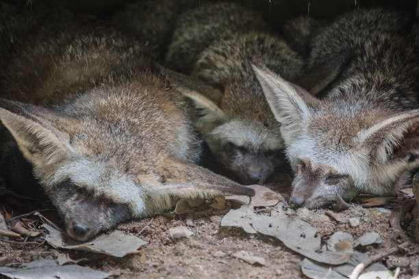 The scene of the cute Bat-eared fox family also known as Otocyon megalotis sleeping in a cave. stock photo