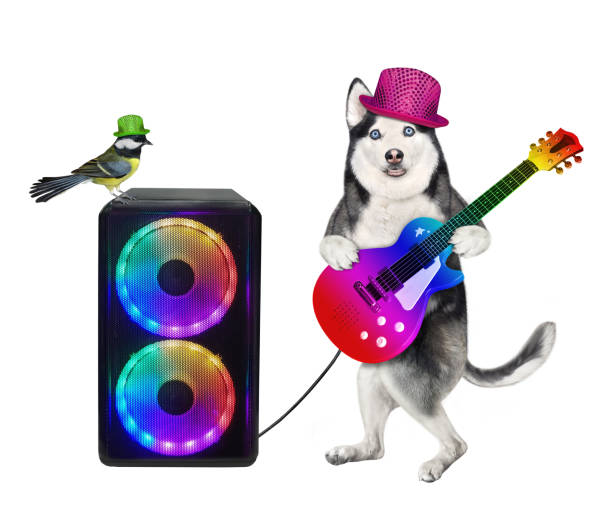 istock Dog husky plays guitar near loudspeaker 2 1344909689