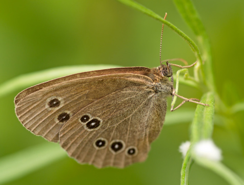 The gray butterfly sitting on grass sheet