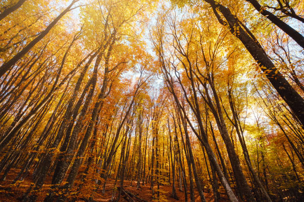 istock Treetops in full autumn color 1344910785