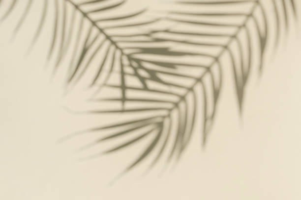 istock The shadow of a palm tree on the wall is beige and copy space. 1344910860
