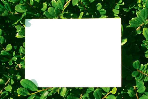 istock White paper and beautiful nature 1344911774