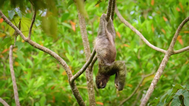 Brown-throated sloth - Bradypus variegatus species of three-toed sloth found in the Neotropical realm of Central and South America, hanging mammal found in the forests of South and Central America.