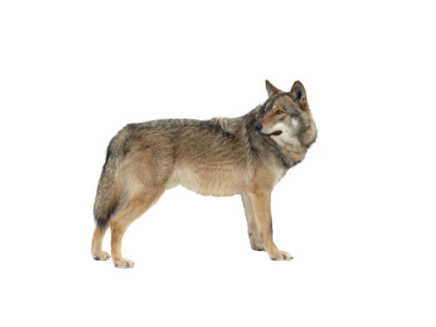 istock gray wolf looking to the side isolated on white background 1344911867