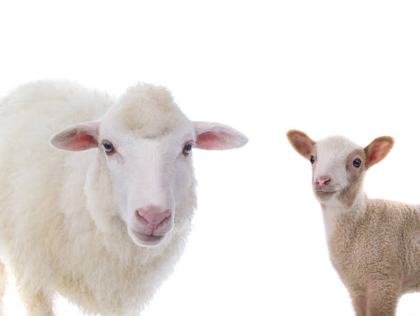 istock big sheep and small sheep isolated on white background 1344911879