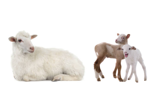 istock mother sheep and little sheep isolated on white background 1344911880