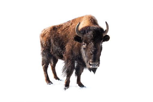 Bison or buffalo kicking up the deep snow in the Yellowstone ecosystem in Wyoming, in western USA of North America. Nearest cities are Gardiner, Cooke City, Bozeman, and Billings Montana, Denver, Colorado, Salt Lake City, Utah and Jackson, Wyoming.