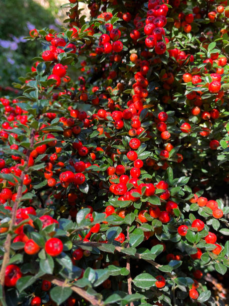 Full frame image of red berries and glossy leaves of Rockspray cotoneaster  (Cotoneaster horizontalis), trailing branch of slow growing, deciduous shrub, focus on foreground Stock photo showing branch of Cotoneaster horizontalis full of red berries hanging over a garden wall. cotoneaster horizontalis stock pictures, royalty-free photos & images