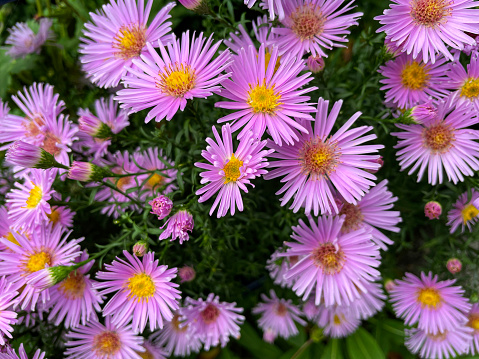 Stock photo showing shady herbaceous flower border planted with pink-purple Michaelmas daisy flowers (Aster amellus), showing the petals, stamen and pollen.