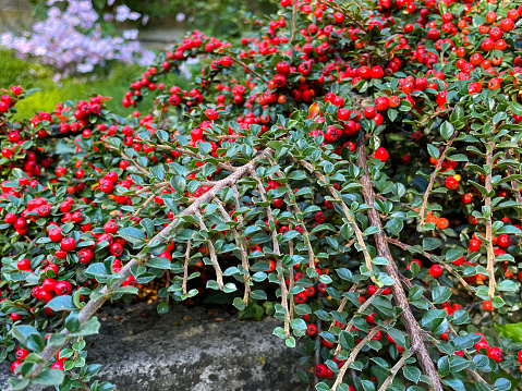 Stock photo showing branch of Cotoneaster horizontalis full of red berries hanging over a garden wall.