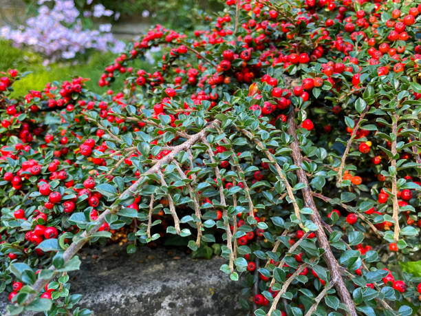 Close-up image of red berries and glossy leaves of Rockspray cotoneaster  (Cotoneaster horizontalis), trailing branch of slow growing, deciduous shrub, focus on foreground Stock photo showing branch of Cotoneaster horizontalis full of red berries hanging over a garden wall. cotoneaster horizontalis stock pictures, royalty-free photos & images