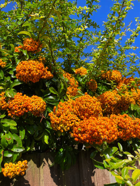 Stock photo showing branch of Pyracantha full of yellow-orange berries growing over a wooden garden fence. imagen en primer plano de racimos de bayas de color amarillo anaranjado y hojas brillantes de firethorn (pyracantha), rama colgante de arbusto de hoja perenne cultivada como seto contra una cerca de madera, fondo de cielo azul claro, enfoque en primer plan