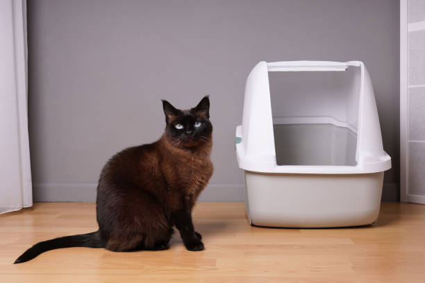 istock siamese cat sitting next to closed kitty litter box at home 1344912190