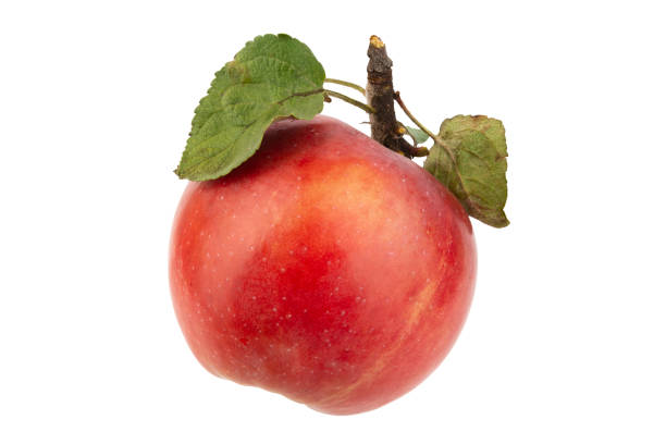 istock Red apple on the branch with green leaves isolated on white 1344913138
