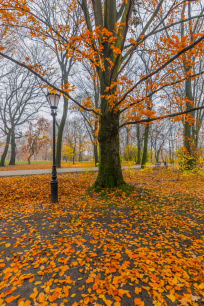 Autumn Landcape with the Tree in the Park