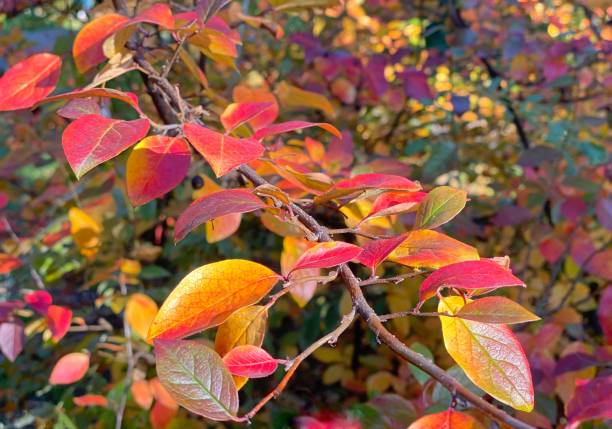 Autumn foliage branch in beautiful park. Fall colorful leaves background with bright red purple yellow green colors. Autumn foliage branch in beautiful park. Fall colorful leaves background with bright red purple yellow green colors. cotoneaster horizontalis stock pictures, royalty-free photos & images