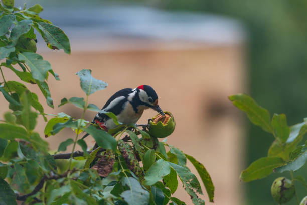 Woodpecker eats walnut. Bird in the autumn park