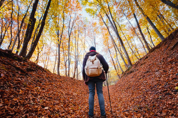 istock Man Hiking Through Forest in Autumn 1344913754