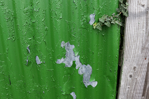 Stock photo showing close-up view of green flaky metal paint on corrugated metal shed wall beside wooden fence post with creeping ivy.
