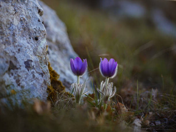 Purple wild crocus flavus flower or pulsatilla (pasque flower) growing at sunset outdoors. Early sign of spring.