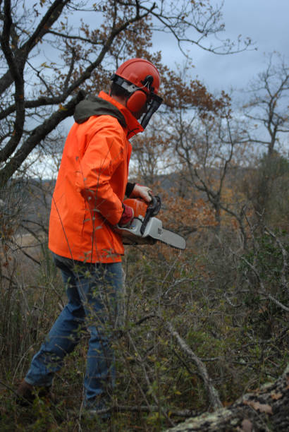 istock lumberjack in protective gear ready to clear forest with chainsaw 1344915181