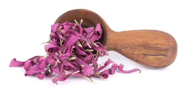 Dried Echinacea flowers in wooden spoon, isolated on white background. Petals of Echinacea purpurea. Medicinal herbs