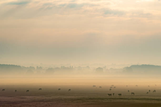 istock Herd of cows in the morning mist 1344917144