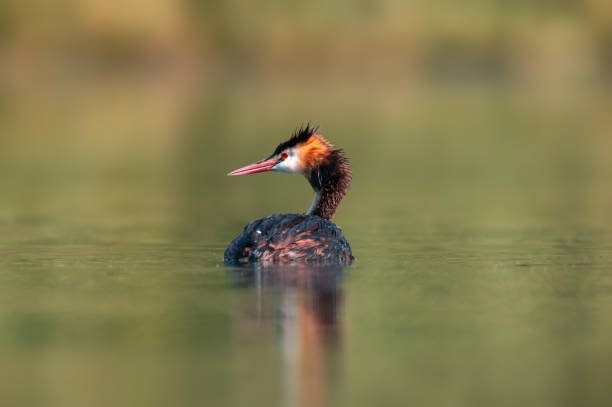 istock adult great crested grebe swims on a pond 1344917353