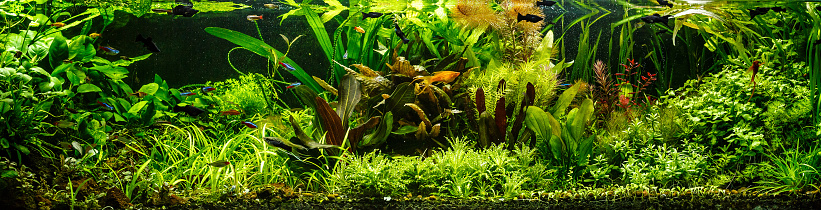 A green beautiful planted tropical freshwater aquarium with fishes,zebra angelfish pterophyllum scalare aquarium