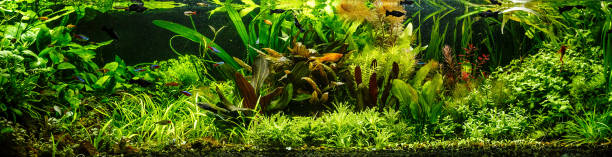 A green beautiful planted tropical freshwater aquarium with fishes,zebra angelfish pterophyllum scalare aquarium stock photo