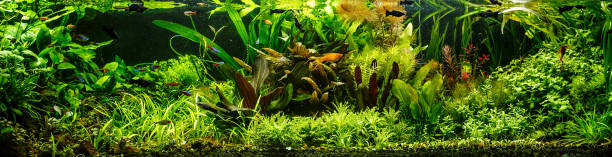 a green beautiful planted tropical freshwater aquarium with fishes,zebra angelfish pterophyllum scalare aquarium - hobbies freshwater fish underwater panoramic imagens e fotografias de stock