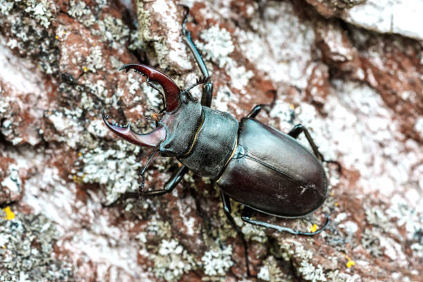 Male stag beetle (Lucanus cervus).Stag beetle sitng on the wooden branch . beetles background.Macro.Stacked photo - deep focus image. stock photo