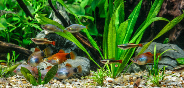 a green beautiful planted tropical freshwater aquarium with fishes.freshwater aquarium fish, the sail-fin molly, (poecilia velifera ), gold, white, silver and dalmatin mutation - hobbies freshwater fish underwater panoramic imagens e fotografias de stock