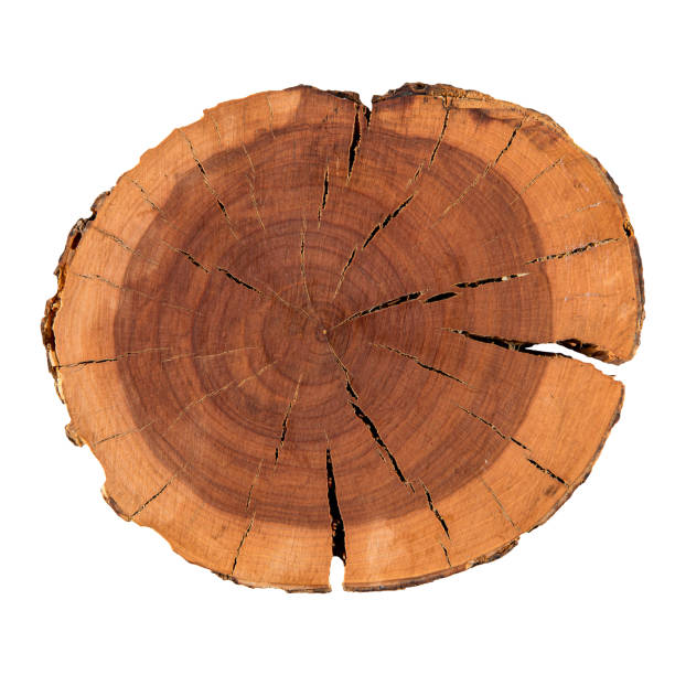 istock Isolated natural decorative pine round wood slice 1344917597