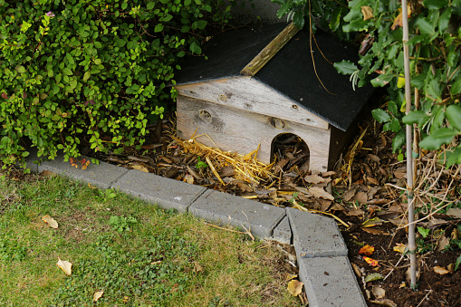Stock photo showing hibernation shelter for European hedgehogs in a garden hedge.