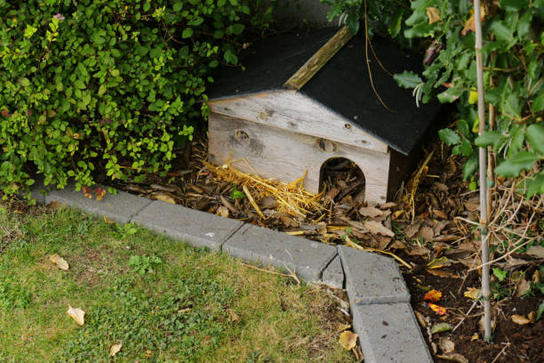 Image of hedgehog house hidden in garden hedge, shelter to encourage European hedgehog (Erinaceus Europaeus) to hibernate stock photo