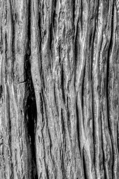 istock Wooden texture background in black and white 1344921674